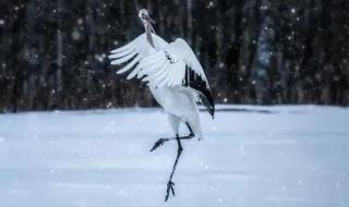 鹤舞白沙我心飞翔